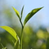Elmstock Tea - Stories of Tea #1
