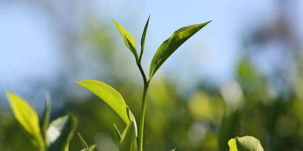 Elmstock Tea - Stories of Tea #1