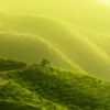 Elmstock Tea - Stories of Tea