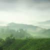 Elmstock - Stories of Tea