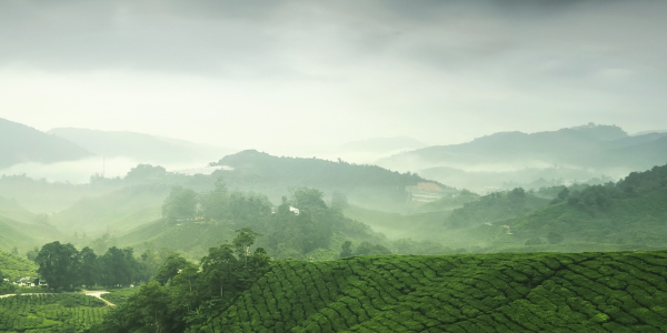 Elmstock - Stories of Tea