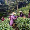 Elmstock Tea - Stories of Tea