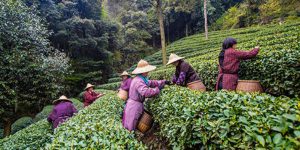 Elmstock Tea - Stories of Tea